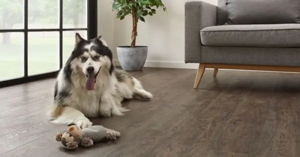 Árcsökkenés COREtec Essentials 1500 Jasper Oak 01 50LVR9601 klikkes vinyl padló int. parafa alátéttel