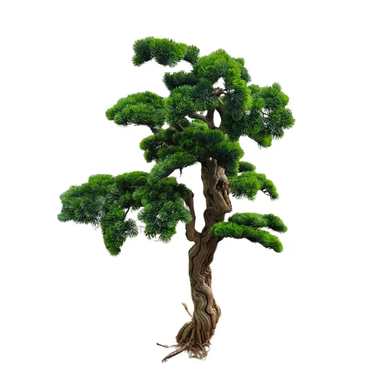 Műnövény Fenyő bonsai terebélyes 120 cm Alacsony ár