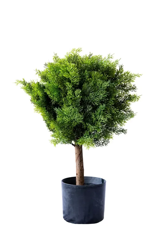 Műnövény Ciprus cserépben 60 cm Vedd meg most