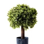Műnövény Bukszus cserépben 60 cm Olcsóbb