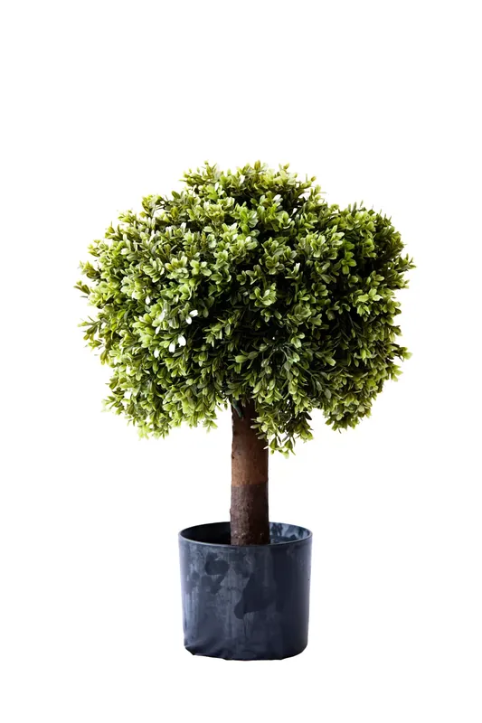 Műnövény Bukszus cserépben 60 cm Olcsóbb
