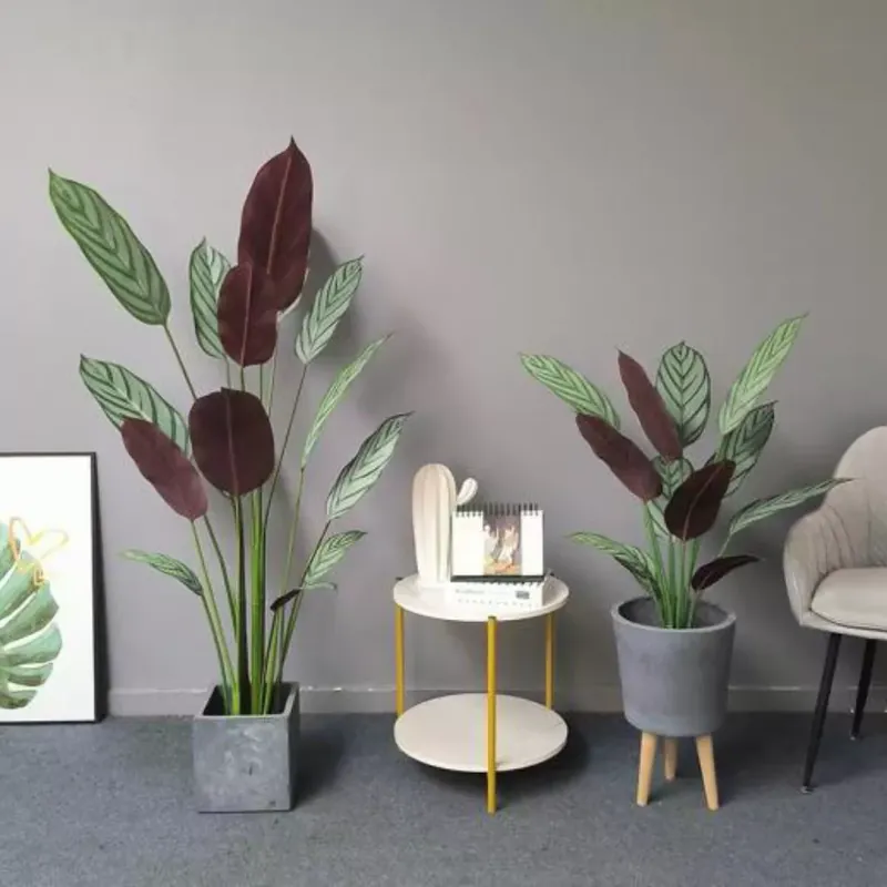 Műnövény Calathea Setosa violet 110 cm Ajánlat