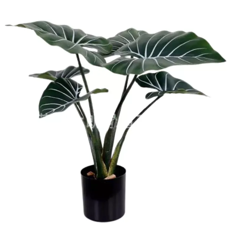 Műnövény Alocasia Zebrina 50 cm Exkluzív ajánlat
